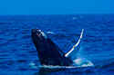 San Diego Activities