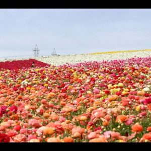 International English student activity: Carlsbad flower fields!