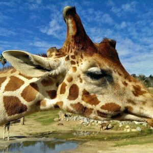 CISL SD Student Activity: San Diego’s Incredible Safari Park