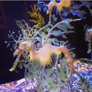 BirchAquarium_SeaDragon