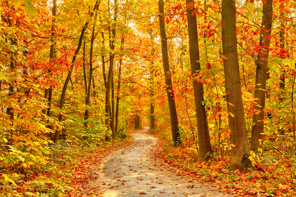 Fall.Leaves.Trees.Nature